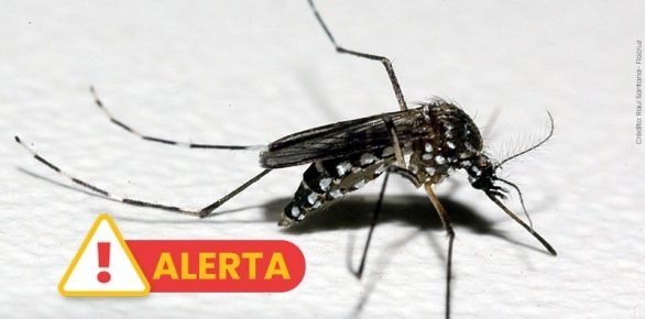 Alerta: mesmo com o frio, dengue deve continuar